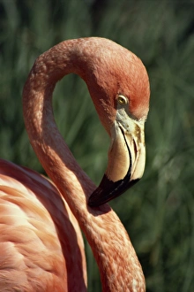 Flamingo Head Shot Imprime: Flamingo