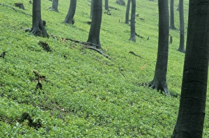 Spring Forest Germany Imprime: Forest in spring time