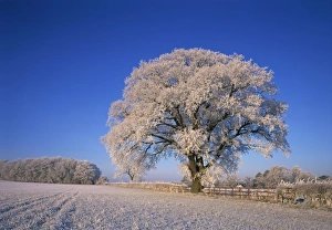 Leicestershire Imprime: Árbol congelado cubierto de hielo en escena rústica del invierno en Leicestershire Inglaterra Reino Unido Europa