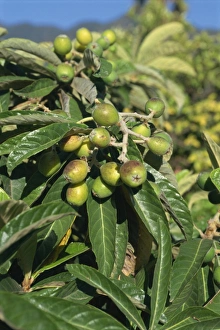 Colorful Natural World Images Imprime: Fruit on tree