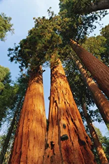 California National Parks Imprime: Giant sequoia tree