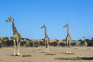 El girasol (Giraffa camelopardalis), Parque Nacional del Kalahari Transfronterizo, África del Sur