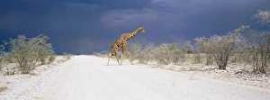 Namibia Imprime: Nubes de tormenta y girafa