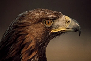 Golden Eagle Scotland Imprime: Golden eagle