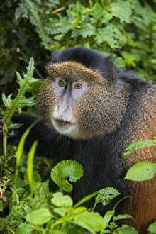 Virunga National Park Wildlife Imprime: Golden monkey (Cercopithecus kandti), Virunga National Park, Rwanda, Africa