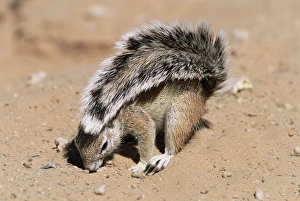 Ground Squirrel Imprime: Ground squirrel