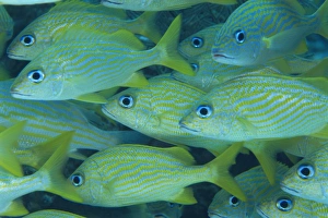 Caribbean Nature Photography Imprime: Grunts often school in groups under ledges