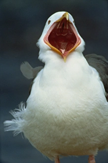 White Bird Species Imprime: Gull calling