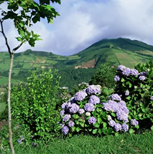 European Hydrangeas Imprime: Hydrangeas in bloom