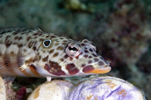 Sulawesi Wildlife Imprime: Java sandperch (Parapercis xanthozona)