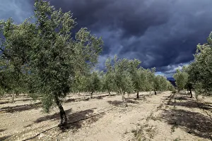 Spanish Countryside Views Imprime: Landscape of dramatic storm clouds over olive trees