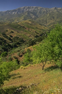 Spain Travel Destination Imprime: Landscape of trees