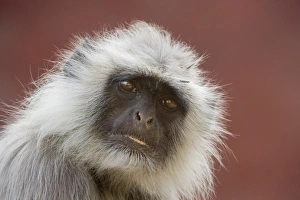 Rajasthan Wildlife Images Imprime: Langur monkey (Semnopithecus entellus), Rajasthan, India, Asia
