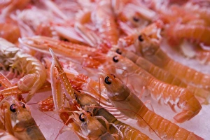 Food Photography Spain Imprime: Langustines