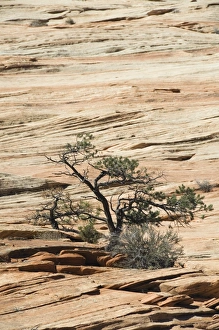 Arid Desert Environment Imprime: _LEF4869