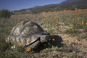 African Reptile Photography Imprime: Leopard (mountain) tortoise