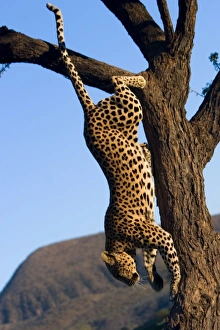 El leopardo,(Pánsar pardo)