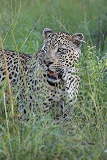 Imágenes fechadas el 9 de agosto de 2008: El leopardo (Pantera pardus)