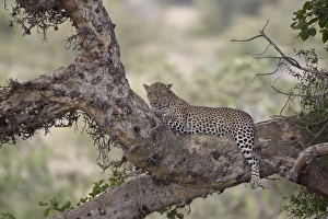 Imágenes fechadas en marzo de 2013: El leopardo (Panthera pardus) en un árbol de higo