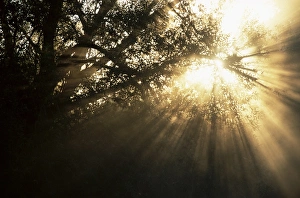 Europe Outdoor Landscapes Imprime: Light rays through trees