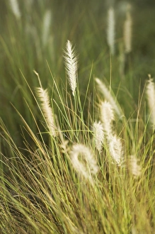 Summer Atmosphere Imprime: Long grass