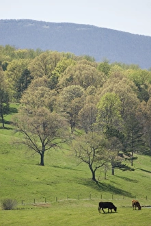 Virginia Travel Photography Imprime: mcs0144