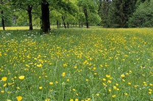 Wildflower Fields In Europe Imprime: Meadow in spring time