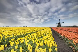 Tulip Field Photography Imprime: Multi-coloured fields of tulips at spring with windmill in the background, Schermerhorn