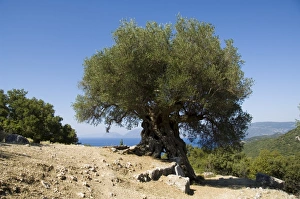 Olive Tree Landscape Photography Imprime: Very old olive tree