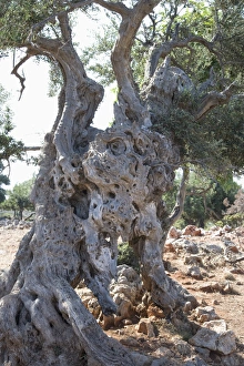 Olive Trees In Greece Imprime: Olive tree