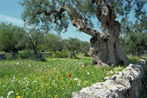 Apulia Imprime: Árboles de aceitunas