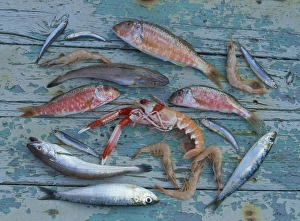Mediterranean Seafood Imprime: Overhead view of a selection of fish
