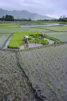 Rice Cultivation Techniques Imprime: Paddy Fields