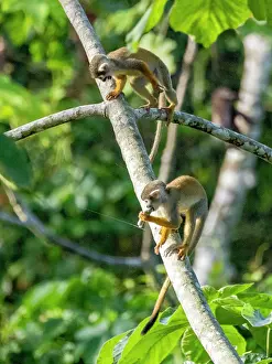 Squirrel Monkey Imprime: A pair of common squirrel monkeys