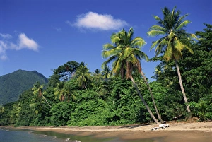 Central America Beach Vacation Imprime: Palm lined beach