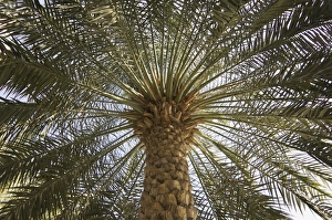 Palm Tree Silhouette Imprime: Palm tree
