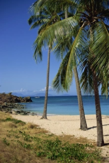Central America Beach Vacation Imprime: Palm trees