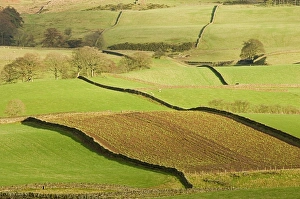 Cumbria Landscape Imprime: Patchwork of fields, lower slopes of Pennines, Eden Valley, Cumbria, England