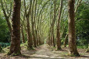 Impresiones de Camino bordeado por dos filas de árboles de tilo, Dominio Real del Chateau-Gaillard en Amboise, Touraine, departamento de Indre-et-Loire, región Centre-Val de Loire, Francia, Europa Indre Imprime: Un camino bordeado por dos filas de árboles de tilo