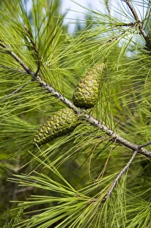 Greek Nature Photography Imprime: Pine cones and needles