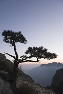 China UNESCO World Heritage Site Imprime: Pine tree silhouetted at dusk on Lushan mountain, UNESCO World Heritage Site