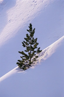 Pine Tree In Snow Imprime: Pine tree in snow