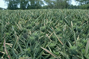 Lesser Antilles Islands Imprime: Pineapples