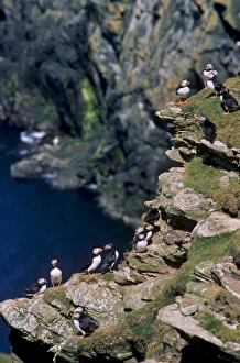 UK Coastal Scenery Imprime: Puffins on cliffs