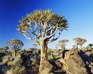 Namibian Natural Landmarks Imprime: Quivertrees