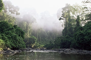 Tropical Rainforest Ecosystems Imprime: Rainforest
