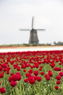 Dutch Tulip Fields Imprime: Red tulip fields frame the windmill in spring, Berkmeer, Koggenland, North Holland