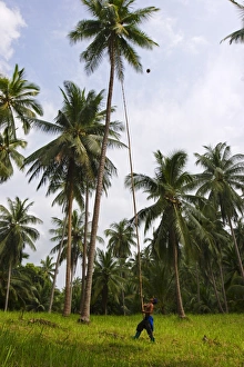 Koh Samui Travel Photography Imprime: Removing coconuts using a bamboo pole