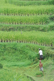 Rice Field Landscape Imprime: Rice fields