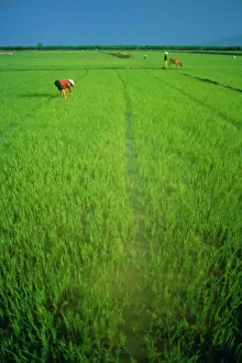 Asian Rural Landscape Photography Imprime: Rice paddy fields